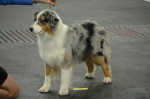 Dailo's love is all around. Best female CAC / CACIB BOS